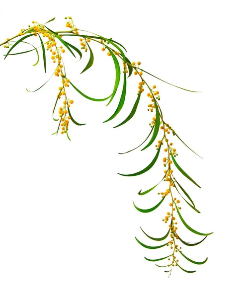 Κοντινό Πλάνο Της Acacia Saligna — Φωτογραφία Αρχείου