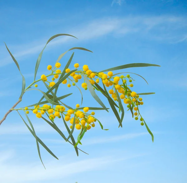 Zbliżenie Akacji Żółtymi Kwiatami — Zdjęcie stockowe