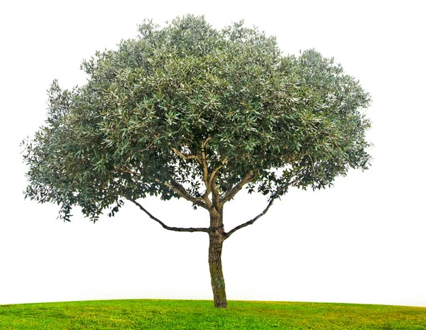 Baum Isoliert Auf Weißem Hintergrund — Stockfoto