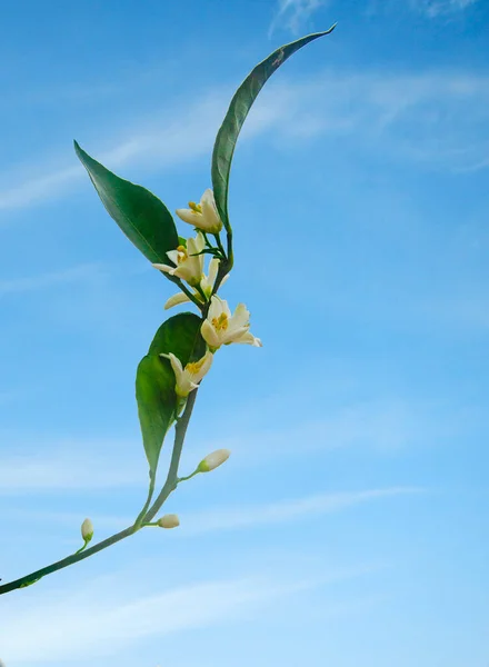 Крупним Планом Цитрусові Квіти — стокове фото