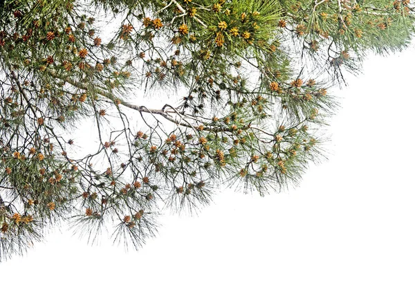Dennenboom Witte Achtergrond — Stockfoto