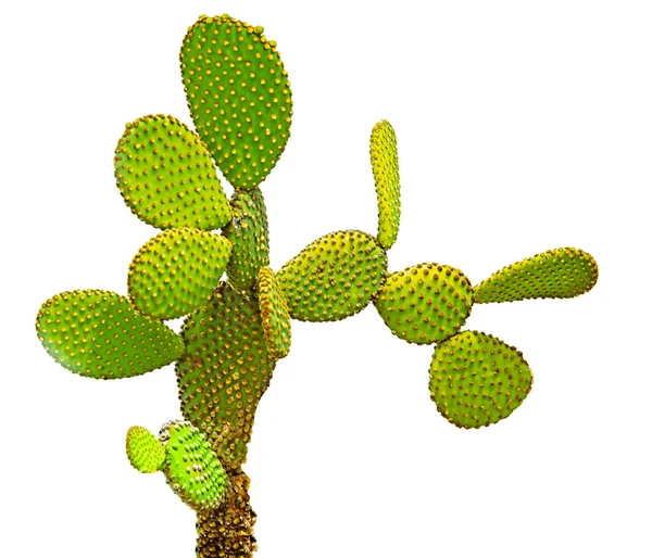 Detailní Záběr Opuntického Kaktusu — Stock fotografie