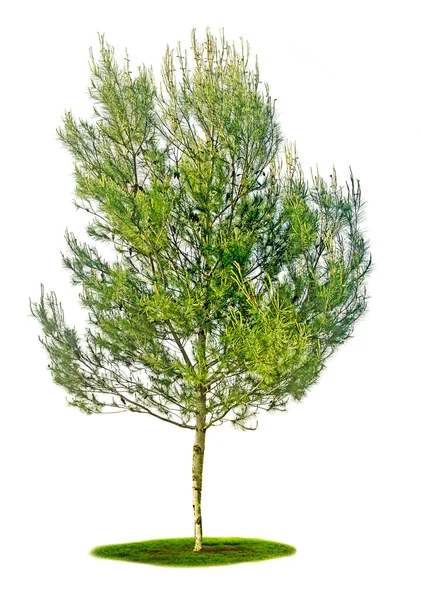 Dennenboom Witte Achtergrond — Stockfoto