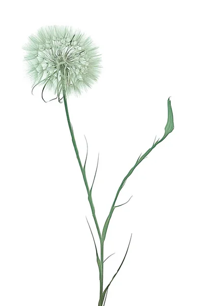 Meadow Salsify Isolated White — Stock Photo, Image