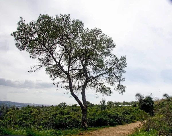 Соснове Дерево Ізраїлі — стокове фото