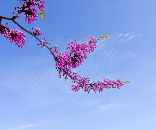 Nahaufnahme Des Blühenden Obstbaums — Stockfoto