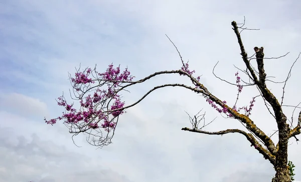 Kvetoucí Strom Pozadí Oblohy — Stock fotografie