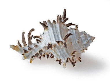 Deniz kabuğu üzerinde beyaz izole, yakın çekim