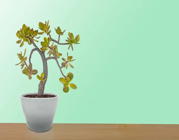 Succulent Plant Pot — Stock Photo, Image