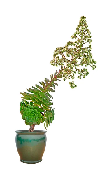 Succulent Flowers Isolated White Background — Stock Photo, Image