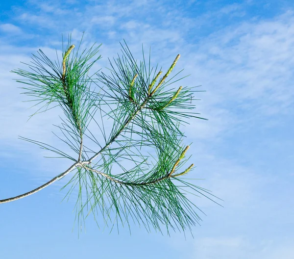 Pine Gren Med Kon Himmel Bakgrund — Stockfoto