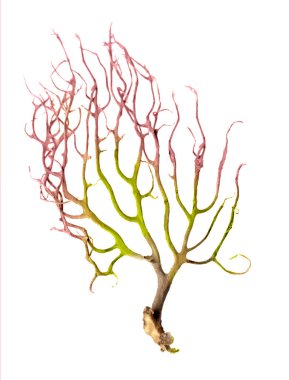 Kuru algler beyaz arkaplanda izole edildi