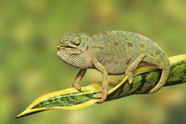 Chameleon 'u yaprağın üzerinde kapat