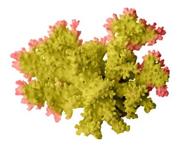 beyaz arkaplanda izole mercan