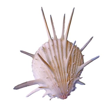 Beyaz arkaplanda deniz kabuğu