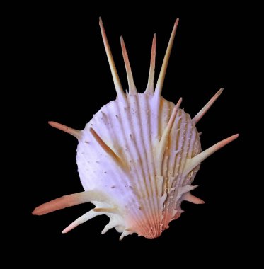 deniz kabuğu siyah arkaplanda