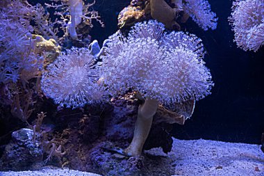 Akvaryumdaki deniz şakayığı