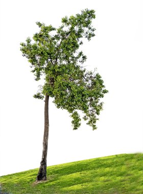 beyaz zemin üzerine süs ağacı