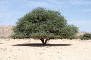 İsrail çölünde akasya ağacı 