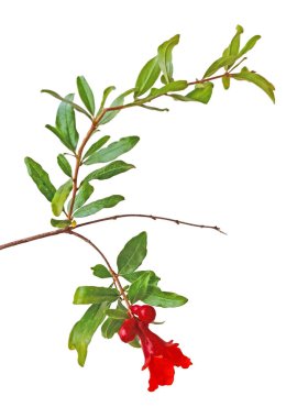 Nar dalını çiçekle kapat.