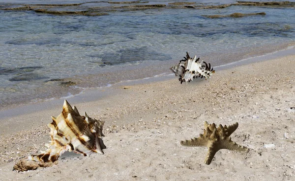 Starfish Seasells Beach — Stock Photo, Image
