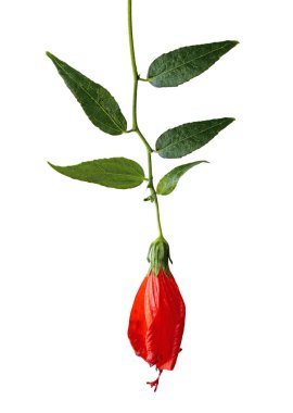 Nar dalını çiçekle kapat.