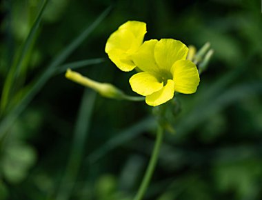 Beyaz çiçekleri kapatın.
