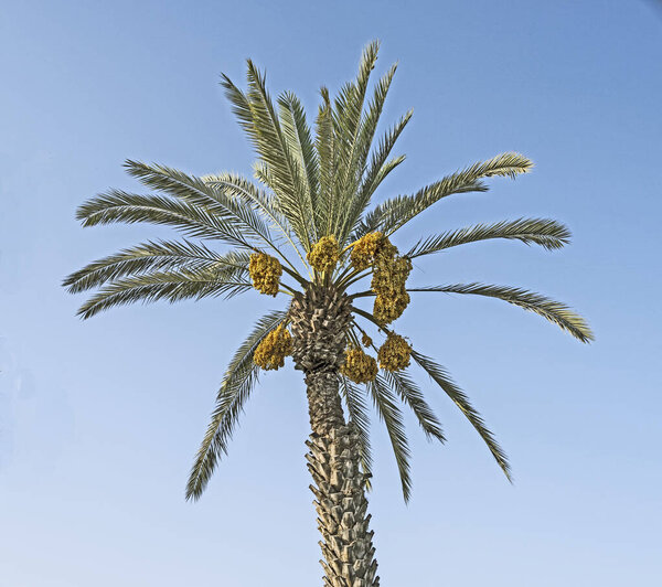 Close up of date palm