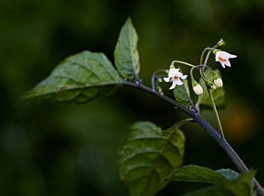 Beyaz çiçekleri kapatın.
