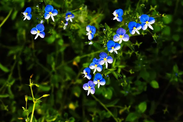 Zblízka Modré Květy — Stock fotografie
