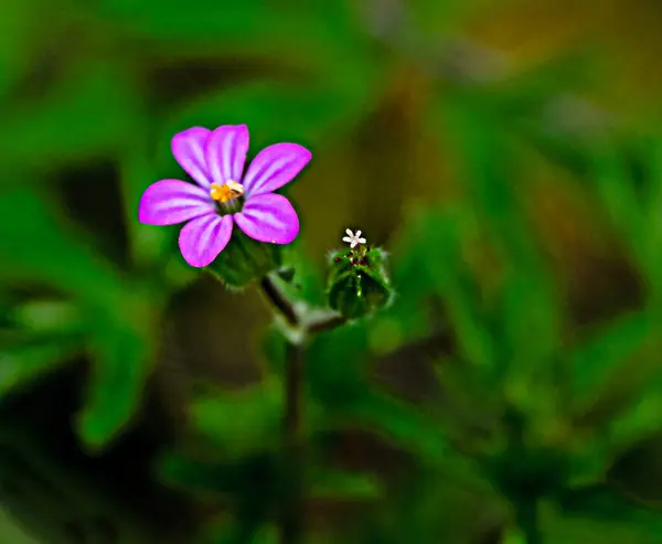 Nahaufnahme Von Violetten Blüten Stockbild
