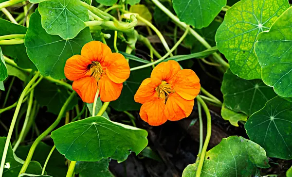 Zblízka Oranžové Květiny — Stock fotografie