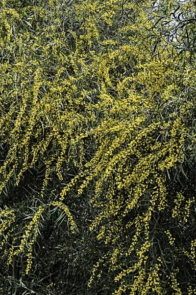 Primer Plano Acacia Con Flores Amarillas — Foto de Stock