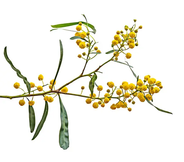 Acacia Saligna Közelsége Stock Kép
