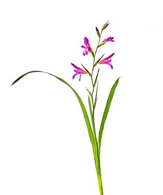 Gladiolus italicus 'a yakın.