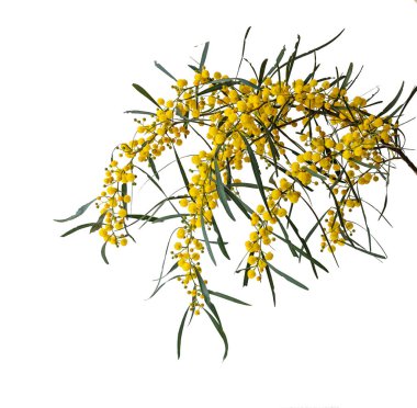 Acacia saligna 'yı kapat