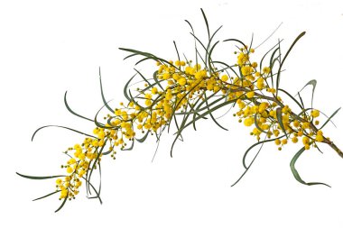 Acacia saligna 'yı kapat
