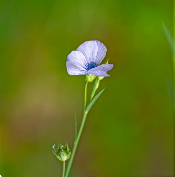Närbild Violett Blomma — Stockfoto