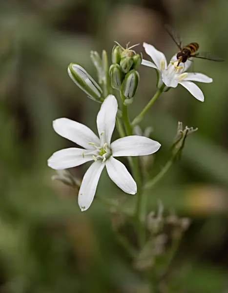 Close White Flowers — Stock Photo, Image