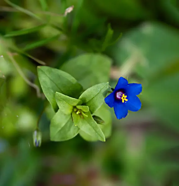 Närbild Blå Blommor — Stockfoto