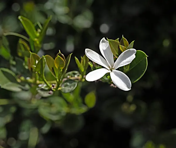 Zbliżenie Białe Kwiaty Zdjęcia Stockowe bez tantiem