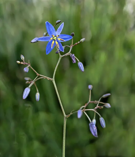 Közeli Kék Virágok Stock Kép