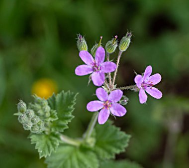Akdeniz Storksbill 'inin Kapanışı