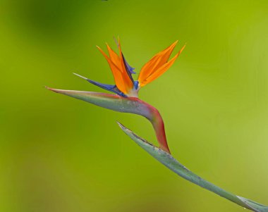 Vinci kapat, çiçek.