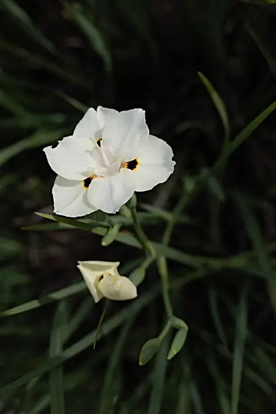 Närbild Afrikansk Iris Royaltyfria Stockfoton