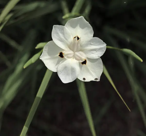 Närbild Afrikansk Iris Royaltyfria Stockbilder