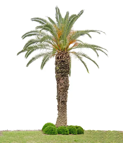 Palm Träd Isolerad Vit Bakgrund Stockbild