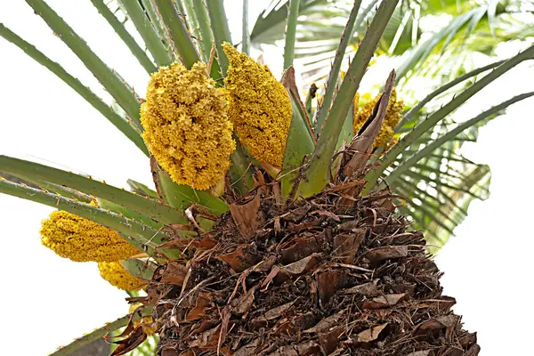 Palm Träd Isolerad Vit Bakgrund Royaltyfria Stockfoton