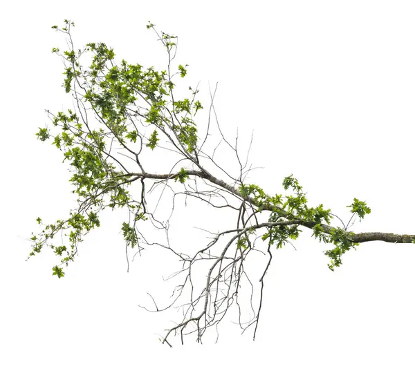 Branch Isolated White Background Stock Picture