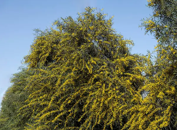 Närbild Acacia Med Gula Blommor Stockfoto